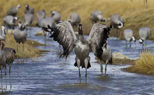 Understanding the Part of the Naturalist Tour Leader