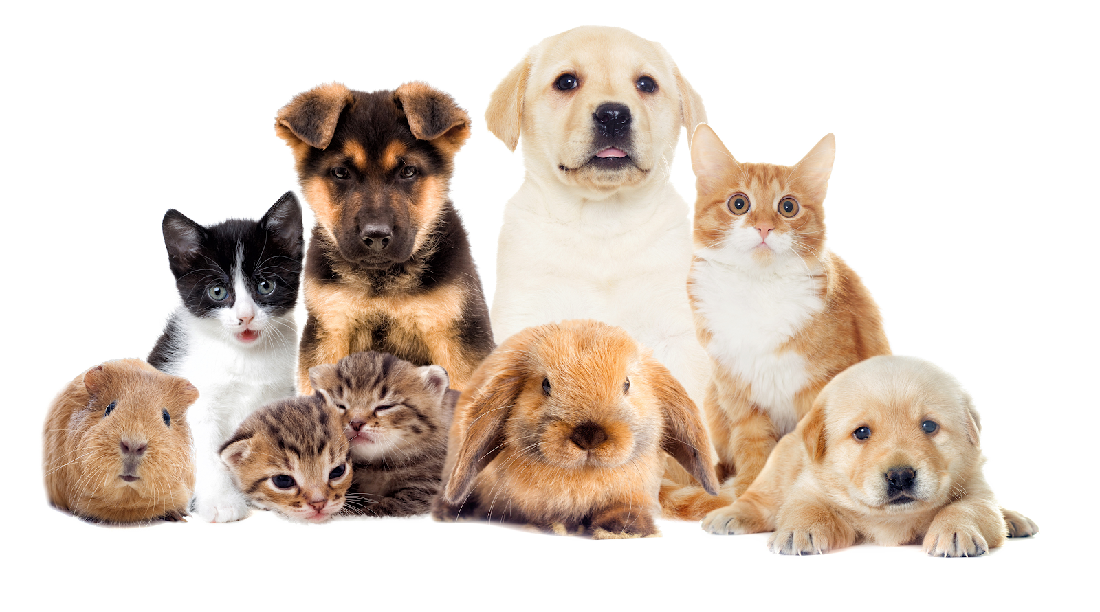 Pets Via Road