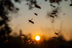 Do you Know How Many Kinds of Insects Exist in the World Do you Know How Many Kinds of Insects Exist in the World